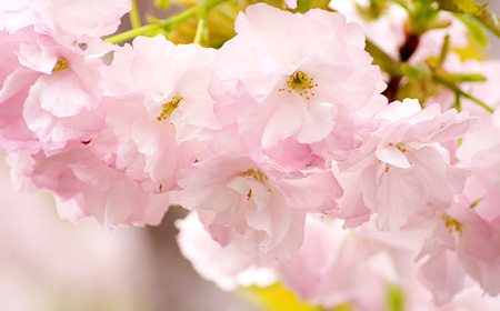 八重咲き桜