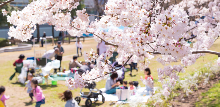 お花見でよく見かける桜の名前は？日本の桜の種類と見分け方