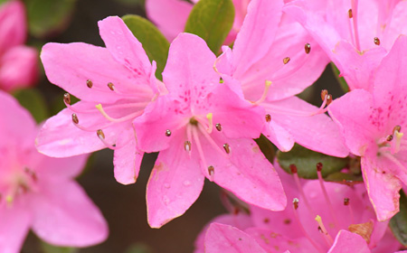 つつじの花