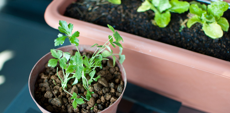 トマト・ナス・ピーマンなど、プランター菜園ができる夏野菜の育て方