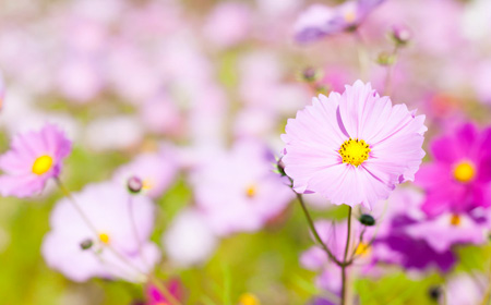 コスモスの花