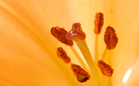 ユリの花粉