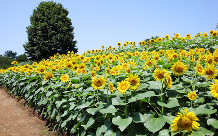立川市の国営昭和記念公園にあるヒマワリ畑