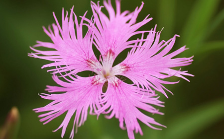 撫子（なでしこ）