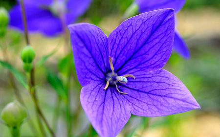 桔梗（ききょう）