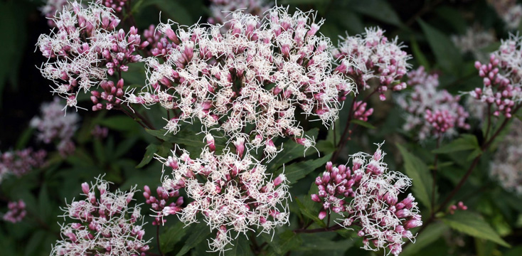 見て楽しむ秋の七草の意味や花言葉と秋の七草の覚え方