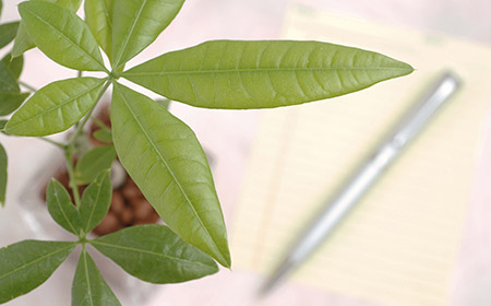観葉植物