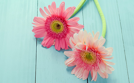バラ（薔薇）以外の花束におすすめの花：ガーベラ