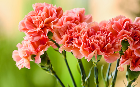 バラ（薔薇）以外の花束におすすめの花：カーネーション
