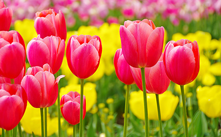 バラ（薔薇）以外の花束におすすめの花：チューリップ