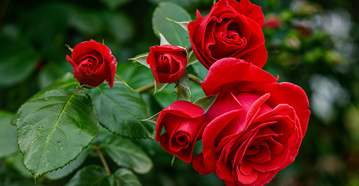 バラ（薔薇）の花言葉とは？本数・色ごとの意味を解説
