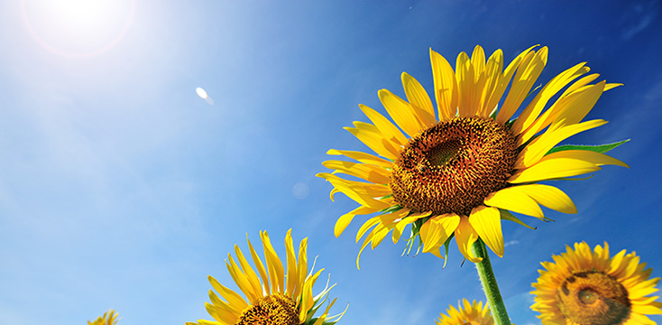 ひまわり（ヒマワリ）の花言葉は？その意味や由来・特徴・育て方について解説！