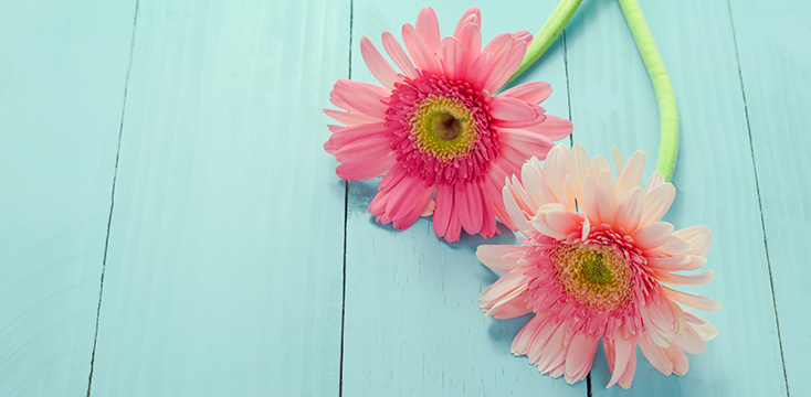 ガーベラの花言葉とは？色別の意味やプレゼントの贈り方を解説！