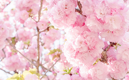 八重桜