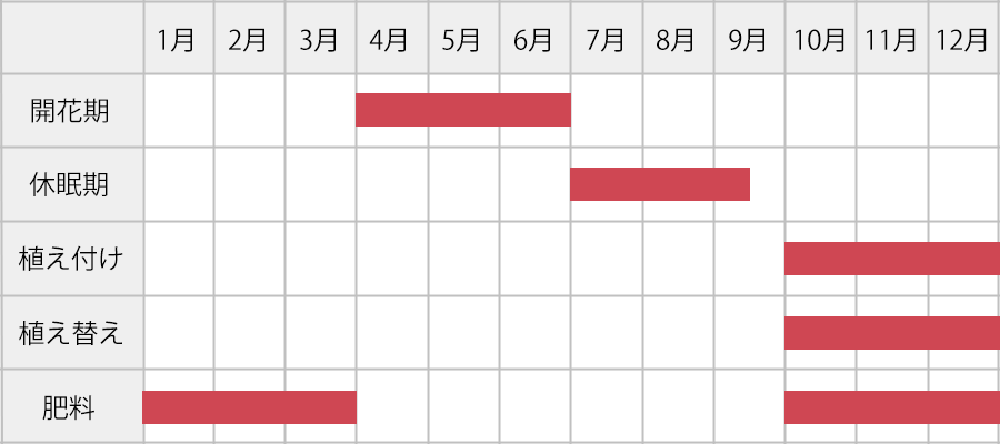ラナンキュラスの育て方：年間カレンダー