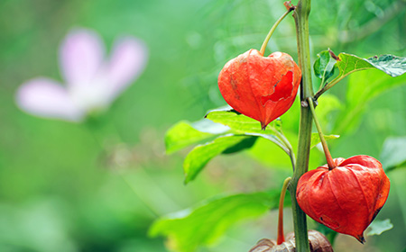ホオズキ(ほおずき／鬼灯)の花言葉とは？
