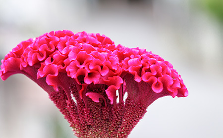 鶏頭（ケイトウ）の花