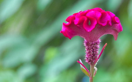 鶏冠鶏頭（トサカゲイトウ）の花