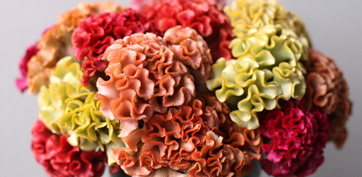 鶏頭（ケイトウ）の花言葉とは？意味や由来、育て方を解説