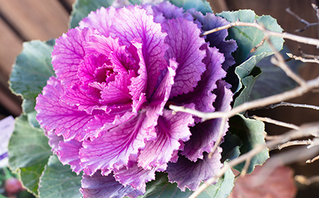 葉牡丹（ハボタン）の種類や特徴