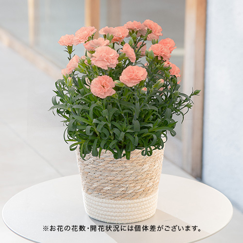 母の日】80代の母親に贈るプレゼント | 花・花束を贈るフラワーギフト