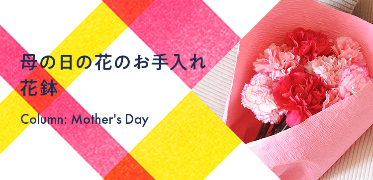 母の日の花　花のお手入れ 花鉢