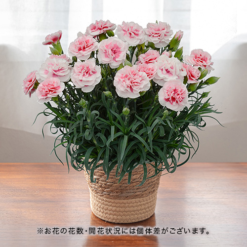 カーネーション「さくらフロマージュ」