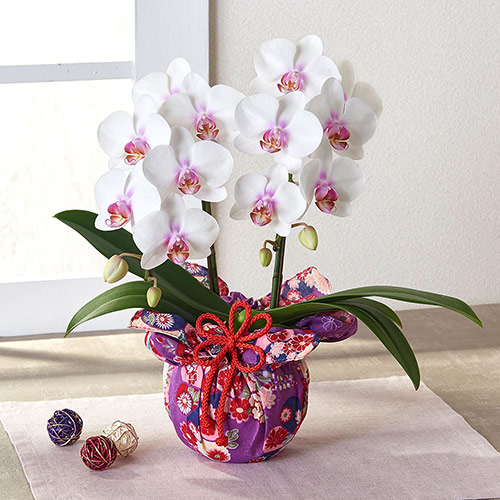 ミディ胡蝶蘭　和風ラッピング