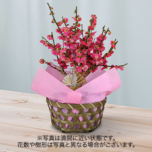 紅梅（5号）