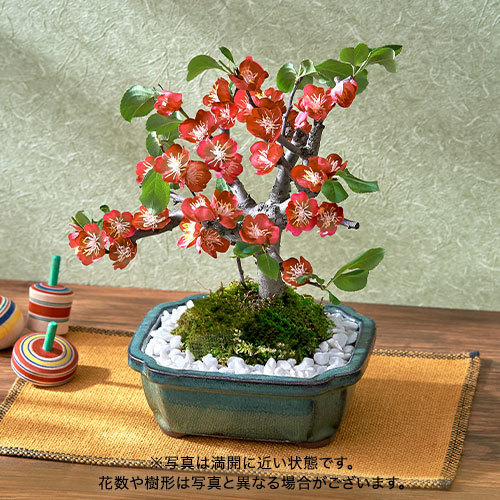 木瓜（4号）