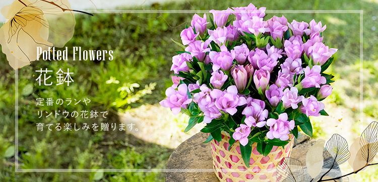 花鉢のプレゼント ギフト 敬老の日 21 日比谷花壇日比谷花壇
