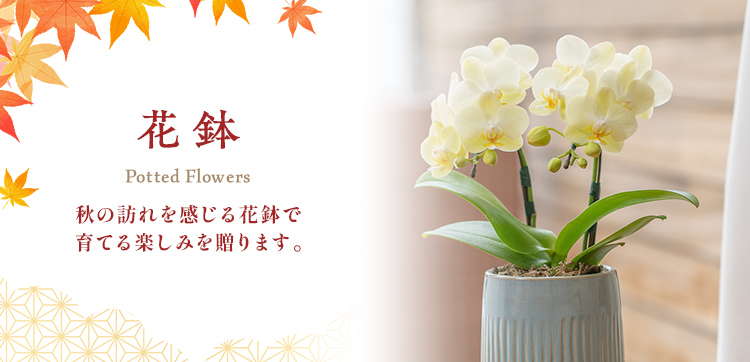 【2023】敬老の日の花鉢・鉢植え特集