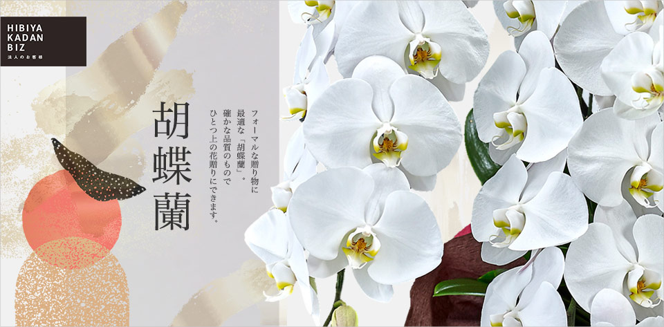 フォーマルな贈り物に最適な胡蝶蘭。確かな品質のものでひとつ上の花贈りに。