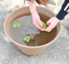 スイレン鉢に葉付きポットと水をたっぷり入れ、浮草を浮かべて。