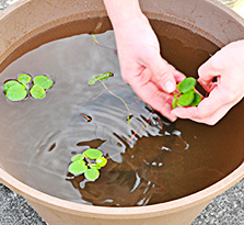 スイレン鉢に葉付きポットと水をたっぷり入れ、浮草を浮かべて。
