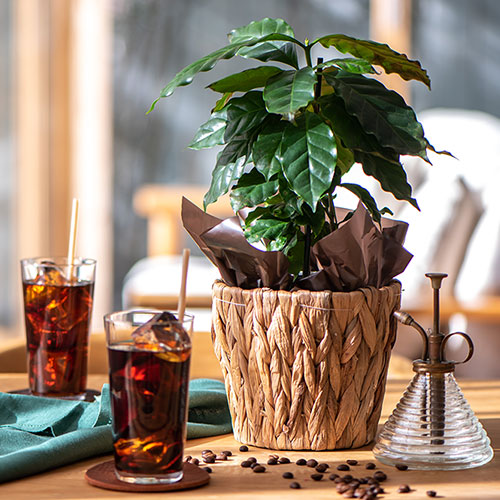 スターバックス「オリガミ® アイスコーヒー ブレンド」とコーヒーの木のセット