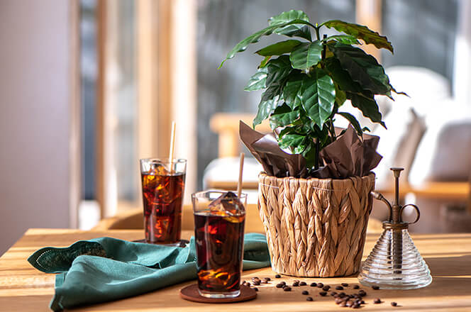 スターバックス「オリガミ®アイスコーヒー ブレンド」と観葉植物のセット