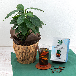 スターバックス「オリガミ® アイスコーヒー ブレンド」とコーヒーの木のセット
