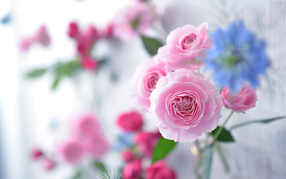 自宅で楽しむコラム Flower Story 和ばらを壁にかけて飾ってみよう 日比谷花壇 フラワーギフト通販