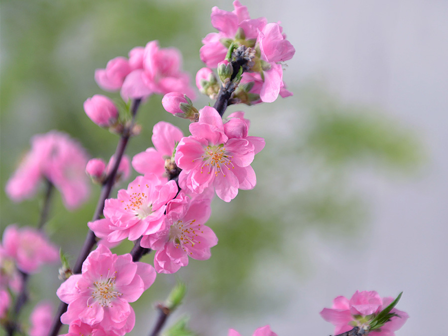 自宅で楽しむコラム「FLOWER STORY」弥生を「桃」で楽しむ｜日比谷花壇