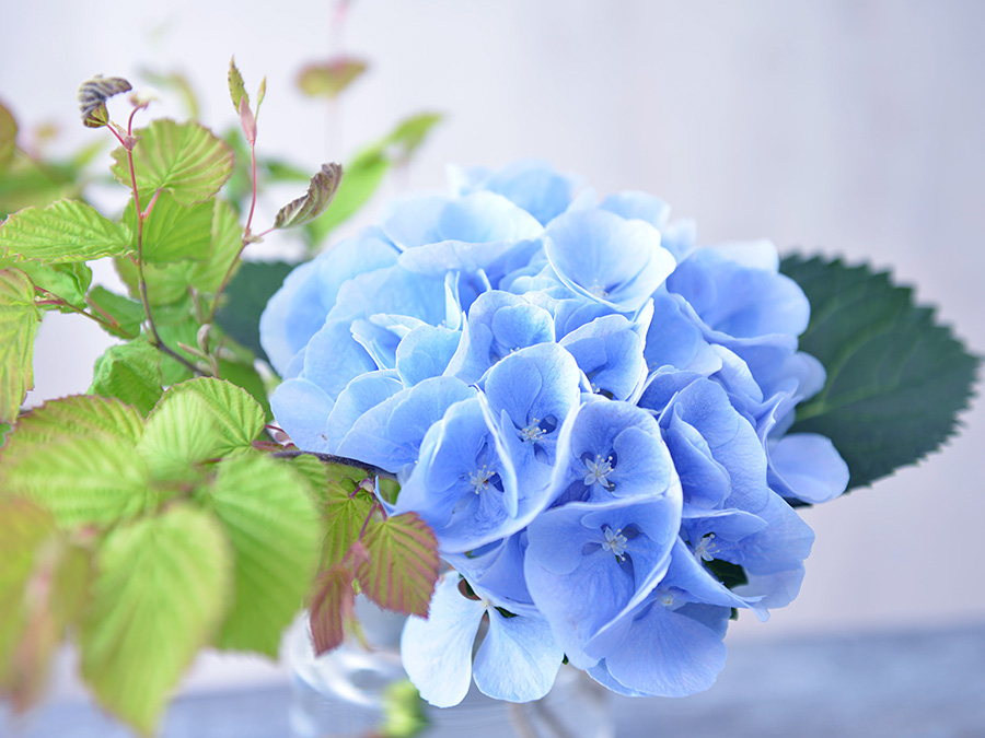 自宅で楽しむコラム Flower Story 水無月を 紫陽花 で楽しむ 日比谷花壇 フラワーギフト通販
