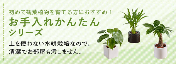 初めて観葉植物を育てる方におすすめ！お手入れかんたんシリーズ