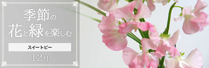 自宅で楽しむ 季節の花と緑を楽しむ 12月 スイートピー 日比谷花壇 フラワーギフト通販