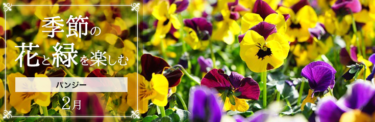 自宅で楽しむ 季節の花と緑を楽しむ 2月 パンジー 日比谷花壇 フラワーギフト通販