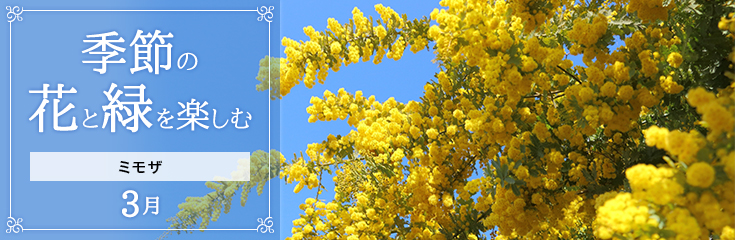 自宅で楽しむ 季節の花と緑を楽しむ 3月 ミモザ 日比谷花壇 フラワーギフト通販