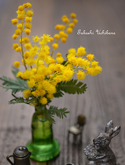 自宅で楽しむ 季節の花と緑を楽しむ 3月 ミモザ 日比谷花壇 フラワーギフト通販