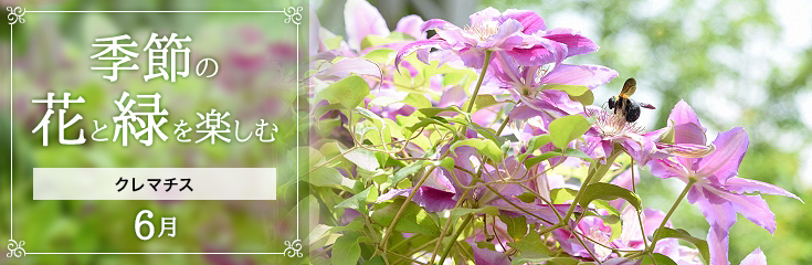 自宅で楽しむ 季節の花と緑を楽しむ 6月 クレマチス 日比谷花壇 フラワーギフト通販