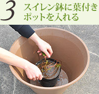 3.スイレン鉢に葉付きポットを入れる