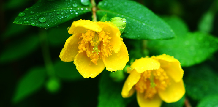 梅雨の花が季語になっている有名な梅雨の俳句と夏の季語の花