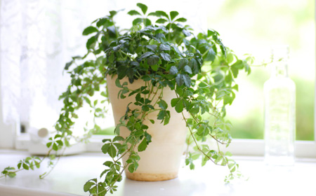 新生活に緑と癒やしをプラス インテリア用観葉植物の飾り方 置き方
